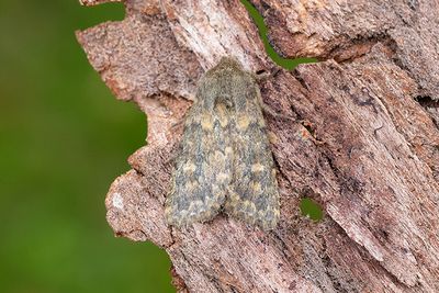 929 Tempelfly - Dasypolia templi