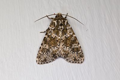 930 Grönbrunt klippfly - Polymixis polymita