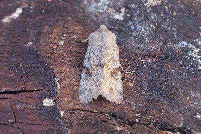 938 Större sälgfly - Orthosia incerta