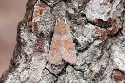 939 Rödlätt sälgfly - Orthosia miniosa