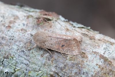940 Mindre sälgfly - Orthosia cruda