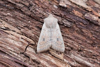 943 Grått sälgfly - Orthosia gracilis