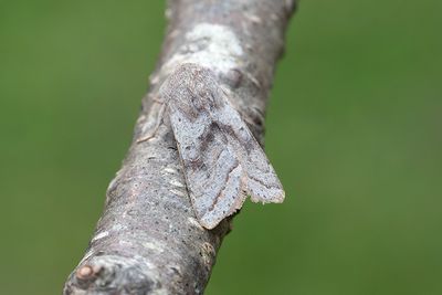 944 Brunbandat sälgfly - Orthosia opima