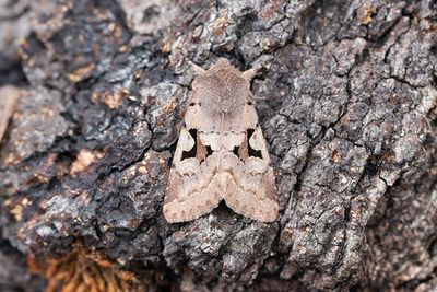 945 Gotiskt sälgfly - Orthosia gothica