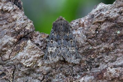 947 Mörkbrunt fältfly - Tholera cespitis