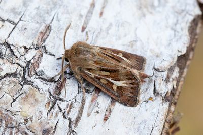 949 Gaffelgräsfly - Cerapteryx graminis