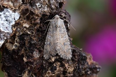 950 Klöverfly - Anarta trifolii