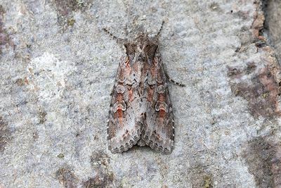 954 Brungrått lundfly - Polia bombycina