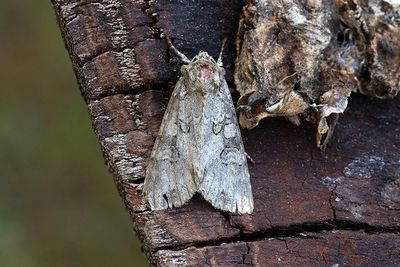 956 Dimlundfly - Polia nebulosa