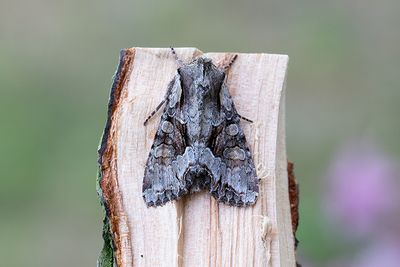 961 Blåbärslundfly - Lacanobia w-latinum