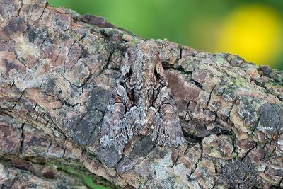 962 Brunt lundfly - Lacanobia thalassina