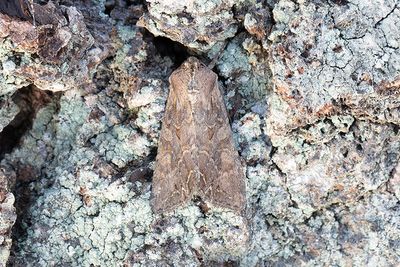 964 Mångformigt lundfly - Lacanobia suasa