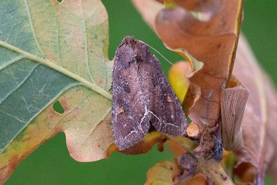 965 Grönsaksfly - Lacanobia oleracea