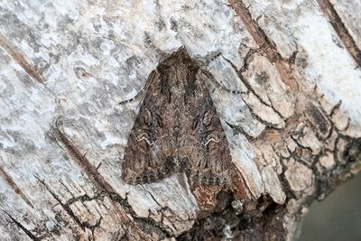972 Kålfly - Mamestra brassicae