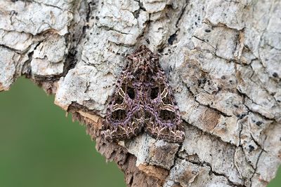 974 Violettrött nejlikfly - Sideridis rivularis