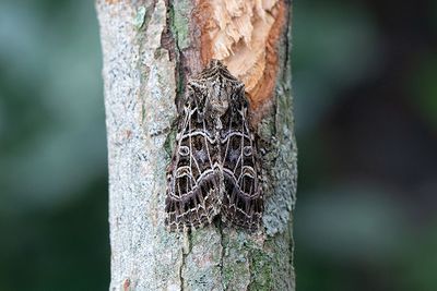 975 Vitribbat lundfly - Sideridis reticulata