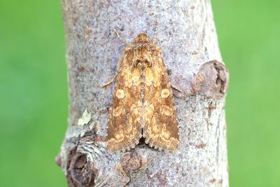 977 Glimrotsfly - Conisania luteago