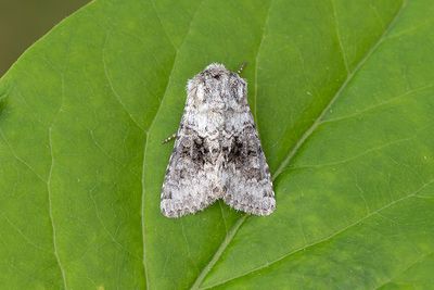 978 Mindre lundfly - Hecatera bicolorata