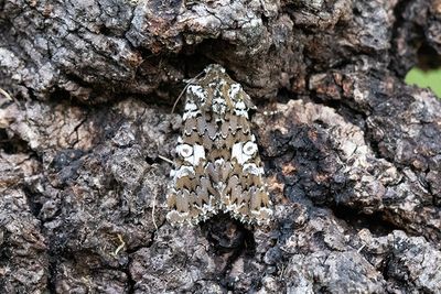 984 Vitfläckat nejlikfly - Hadena albimacula