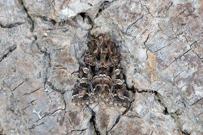 987 Gulbrunt nejlikfly - Hadena perplexa