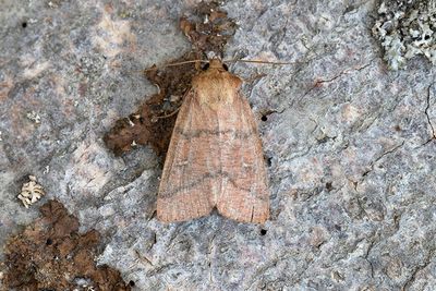 989 Rödbrunt gräsfly - Mythimna turca