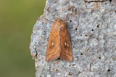 991 Vitfläckat gräsfly - Mythimna conigera