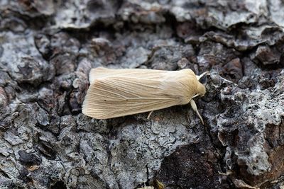 992 Halmgult gräsfly - Mythimna pallens