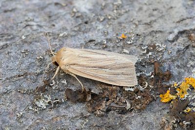 993 Brungult gräsfly - Mythimna impura