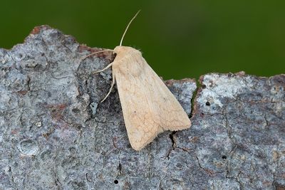 995 Äggult gräsfly - Mythimna vitellina