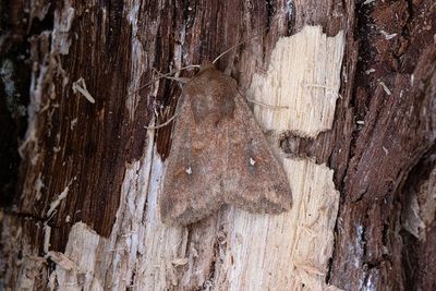 998 Vitpunktsgräsfly - Mythimna albipuncta