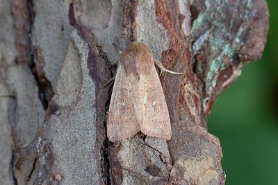 Moths