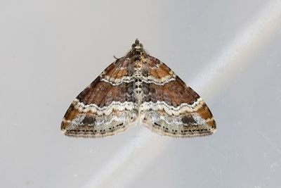 Moths