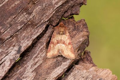 880 Rödgult ängsfly - Oligia fasciuncula