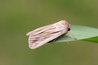 1002 Kommatecknat gräsfly - Leucania comma