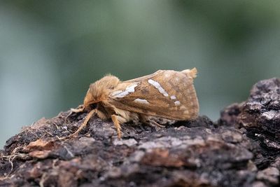 4 Lerfärgad rotfjäril - Korscheltellus lupulinus