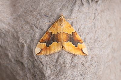 326 Citrongul fältmätare - Cidaria fulvata