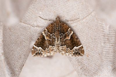 320 Vitbrokig parkmätare - Eulithis prunata