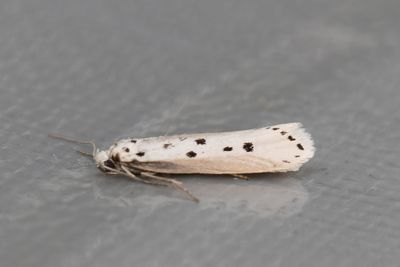 1010 Gråkantad sorgmal - Ethmia terminella