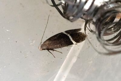 1045 Vitfläckspalpmal - Syncopacma cinctella