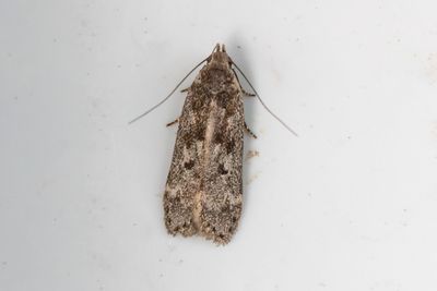 1058 Aspsobermal - Anacampsis populella