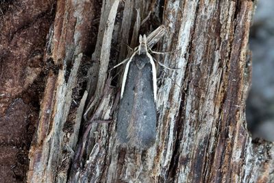 1067 Bergskrabbemal - Nothris gregerseni