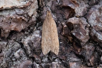 1100 Kvickrotspalmal - Helcystogramma lutatellum