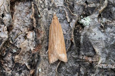 1101 Slåtterpalpmal - Helcystogramma rufescens
