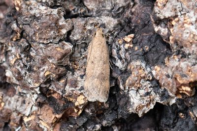 1106 Malvemal - Pexicopia malvella