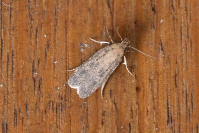 1108 Kattostmal - Platyedra subcinerea