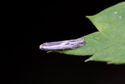 1120 Kungsmyntemal - Thiotricha subocellea
