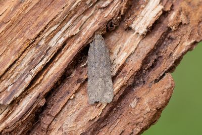 1124 Brun mossmal- Bryotropha terrella