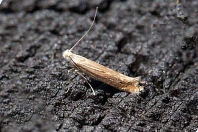1149 Renfanekorgmal - Isophrictis striatella