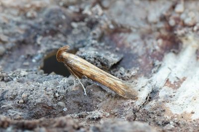 1153 Nättecknad korgmal - Metzneria neuropterella