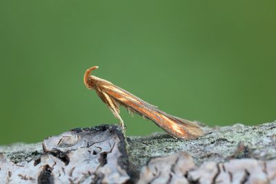 1159 Rödstreckad korgmal - Metzneria aprilella